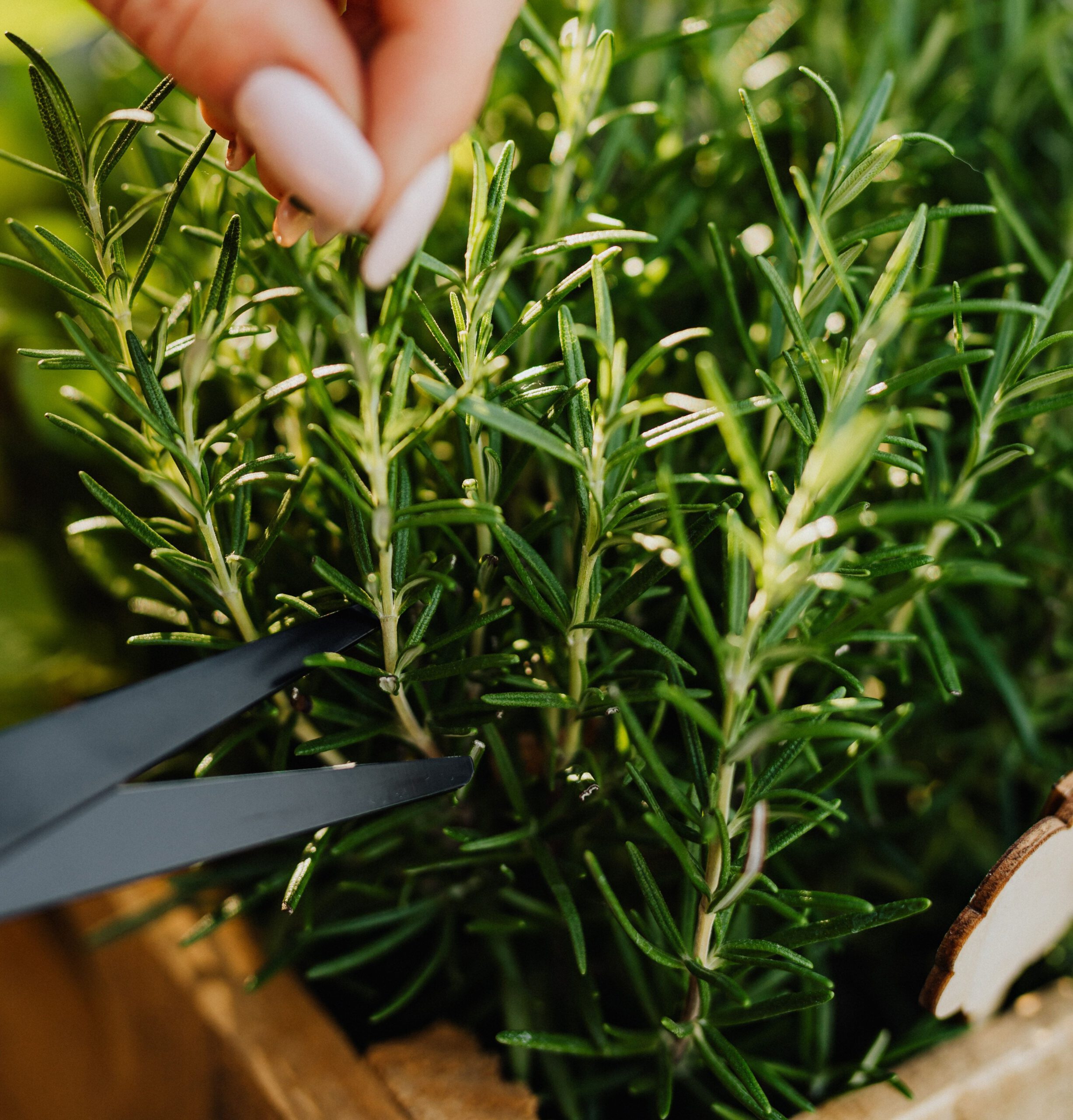 planten stekken
